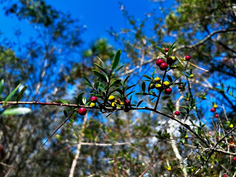 Woodpecker Trail Olive Farm